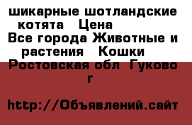 шикарные шотландские котята › Цена ­ 15 000 - Все города Животные и растения » Кошки   . Ростовская обл.,Гуково г.